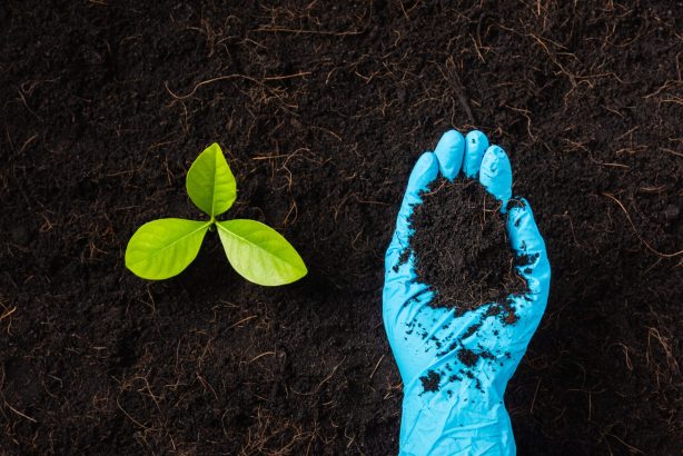 Hand,Of,Researcher,Woman,Wear,Rubber,Gloves,Holding,Compost,Fertile